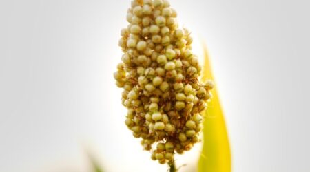 sorghum 1