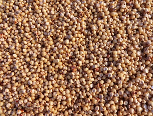 sorghum